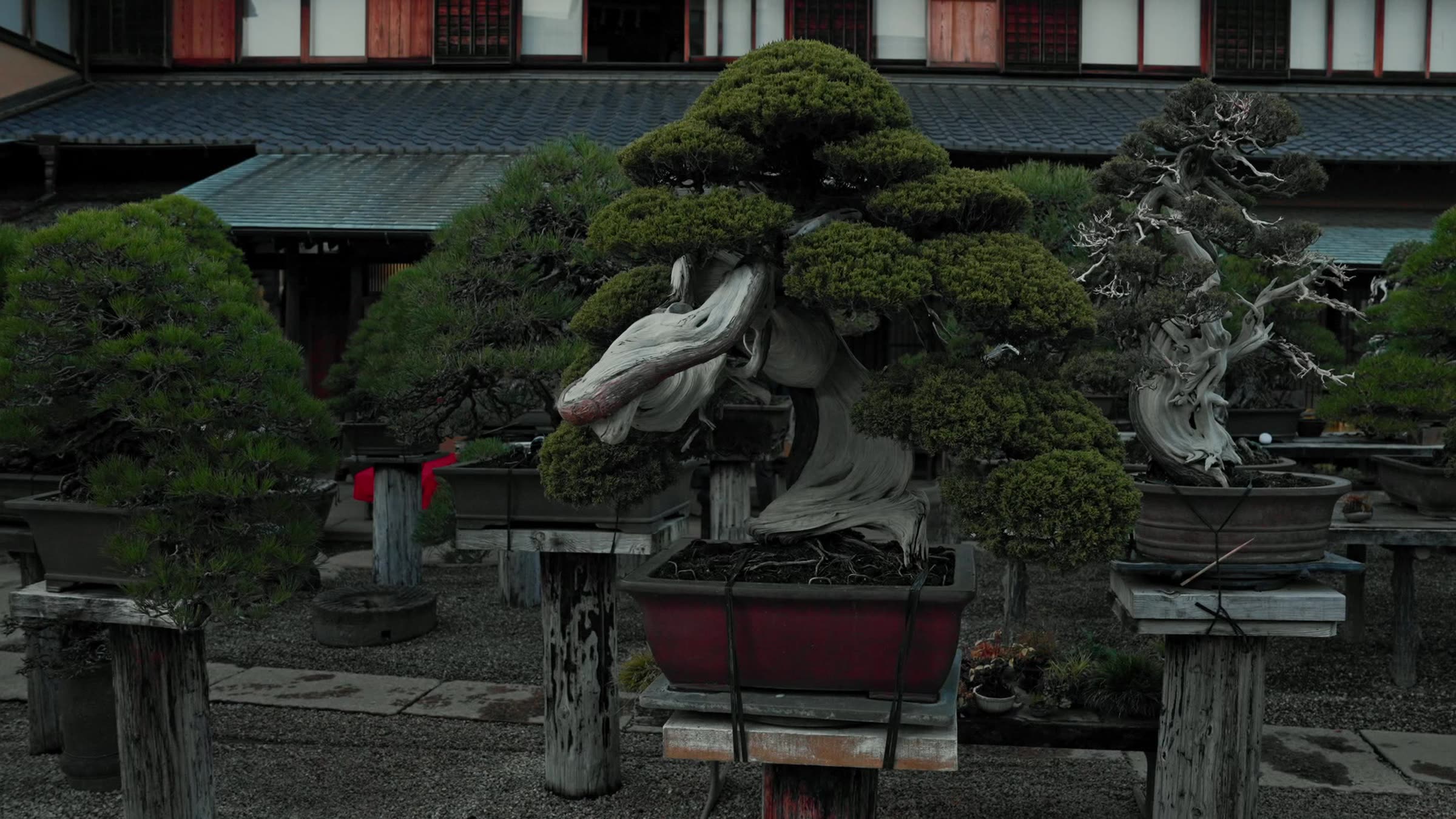 A masterwork bonsai at Shunkaen Bonsai Museum, set against autumn maple