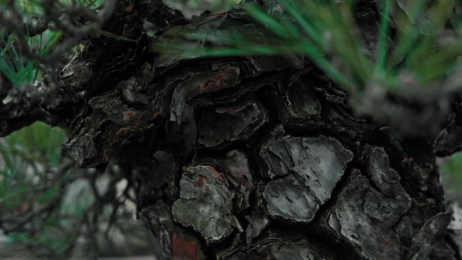 Bark of an ancient Japanese black pine, fissured by centuries of careful tending